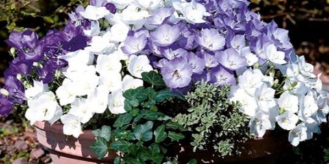 Karpatsko zvono: fotografija i opis, recenzije